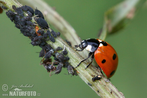 Siebenpunkt (Coccinella septempunctata)