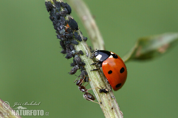 Siebenpunkt (Coccinella septempunctata)