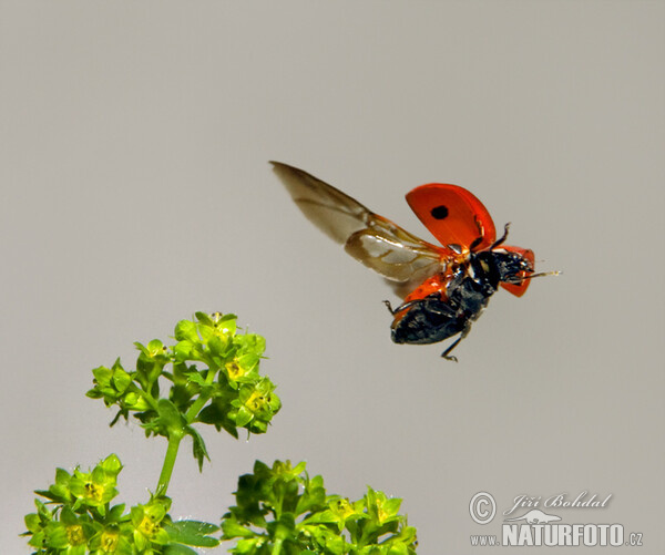 Siebenpunkt (Coccinella septempunctata)