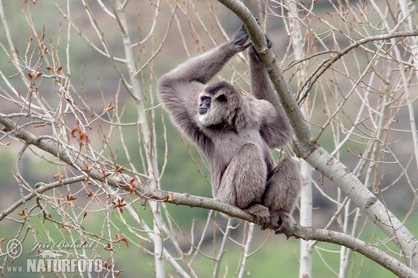 Silbergibbon (Hylobates moloch)