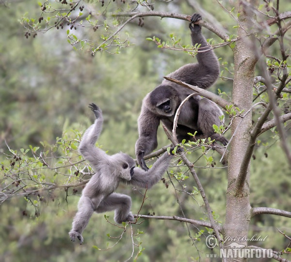 Silbergibbon (Hylobates moloch)