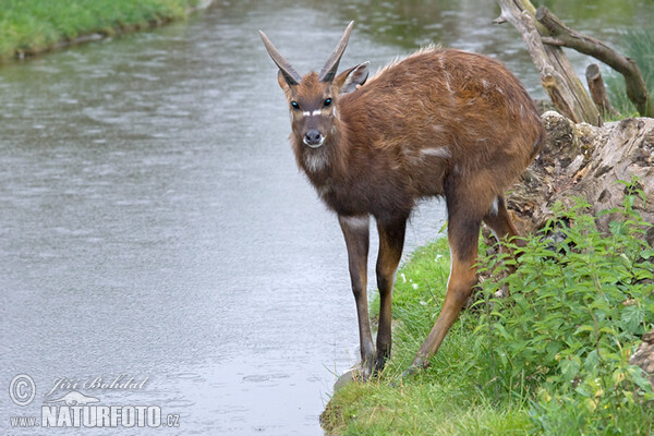 Sitatunga (Tragelaphus spekei)