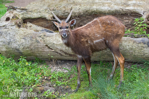 Sitatunga (Tragelaphus spekei)