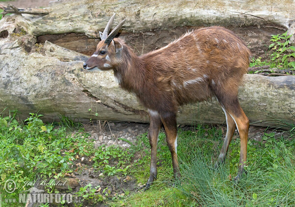 Sitatunga (Tragelaphus spekei)