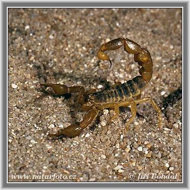 skorpion 2620