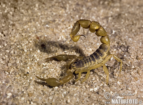 Skorpion (Scorpiones sp.)