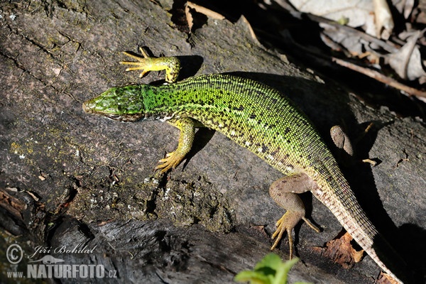 Smaragdeidechse (Lacerta viridis)