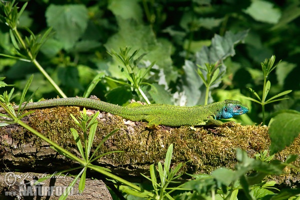 Smaragdeidechse (Lacerta viridis)