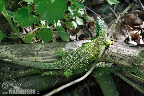 Smaragdeidechse (Lacerta viridis)