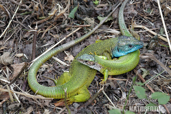 Smaragdeidechse (Lacerta viridis)