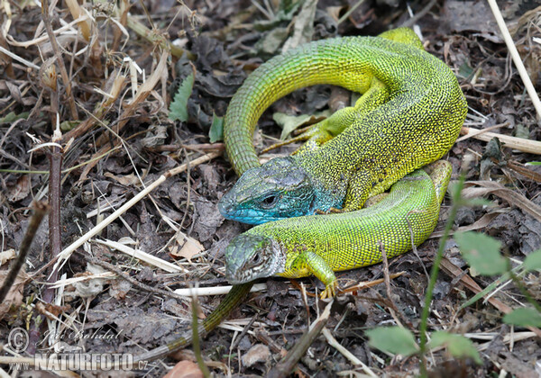 Smaragdeidechse (Lacerta viridis)