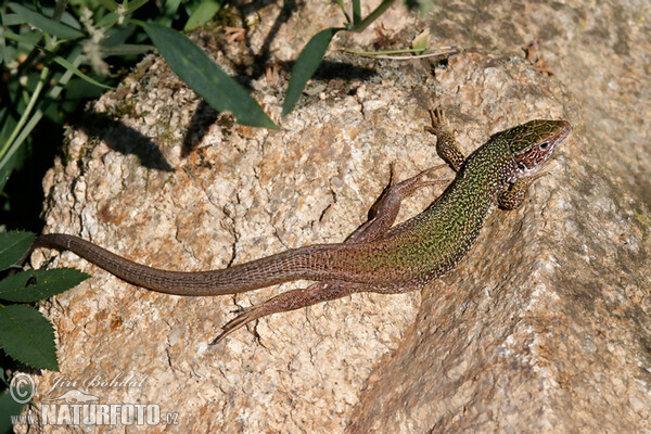 Smaragdeidechse (Lacerta viridis)