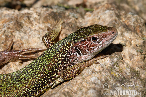 Smaragdeidechse (Lacerta viridis)