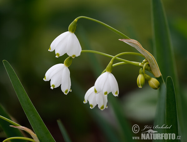 Sommer Knotenblume (Leucojum aestivum)