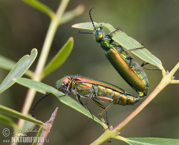 Spanische Fliege (Lytta vesicatoria)