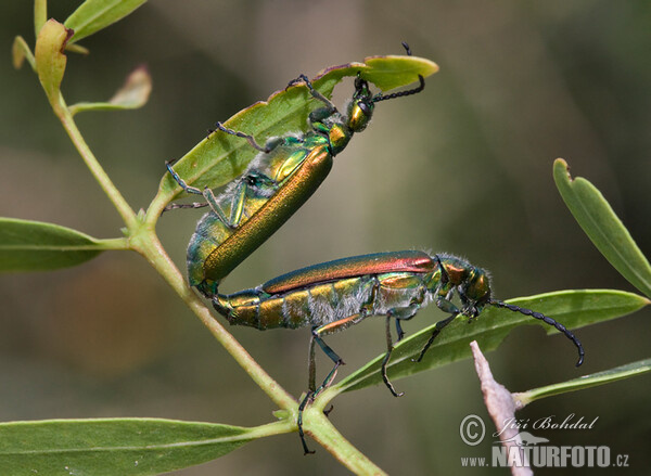 Spanische Fliege (Lytta vesicatoria)