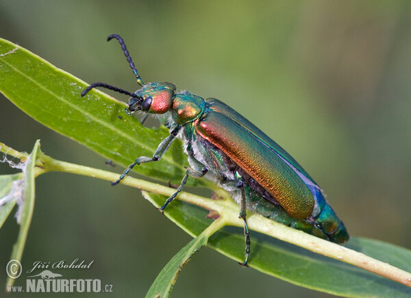 Spanische Fliege (Lytta vesicatoria)