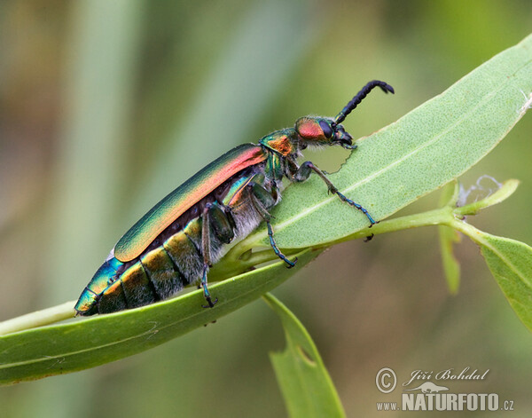 Spanische Fliege (Lytta vesicatoria)