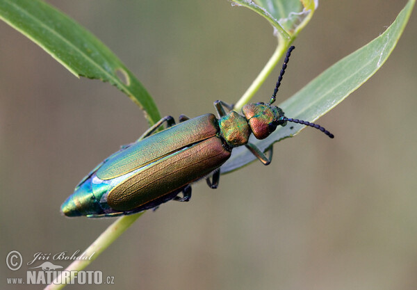 Spanische Fliege (Lytta vesicatoria)