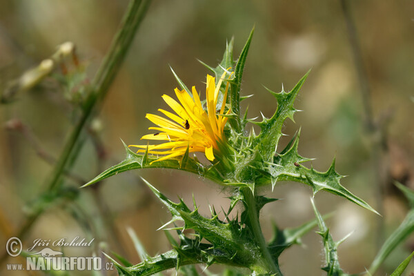 Spanische Golddiestel (Scolymus hispanicus)