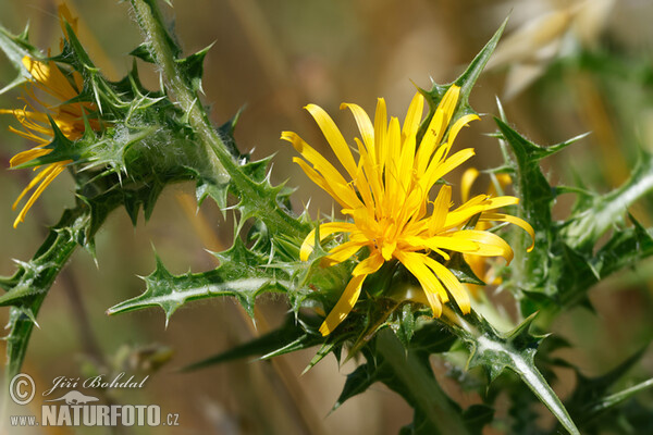 Spanische Golddiestel (Scolymus hispanicus)