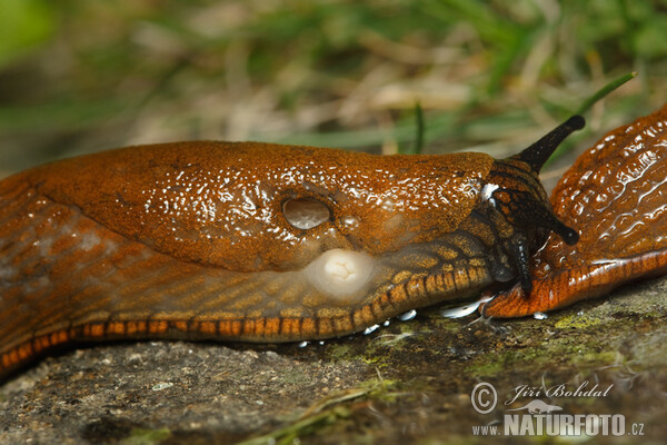 Spanische Wegschnecke (Arion lusitanicus)