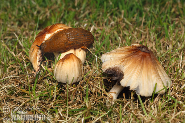 Spanische Wegschnecke (Arion lusitanicus)