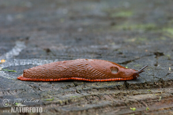 Spanische Wegschnecke (Arion lusitanicus)