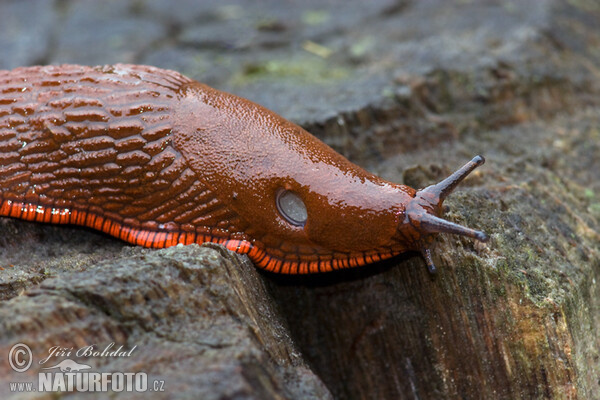 Spanische Wegschnecke (Arion lusitanicus)