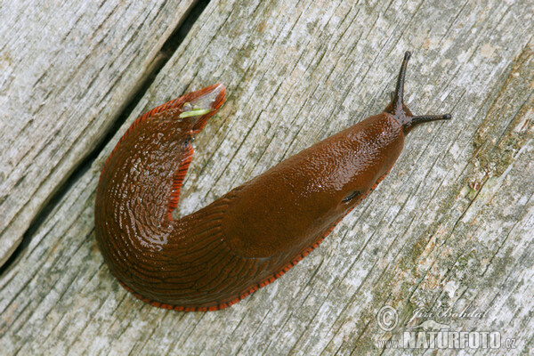 Spanische Wegschnecke (Arion lusitanicus)