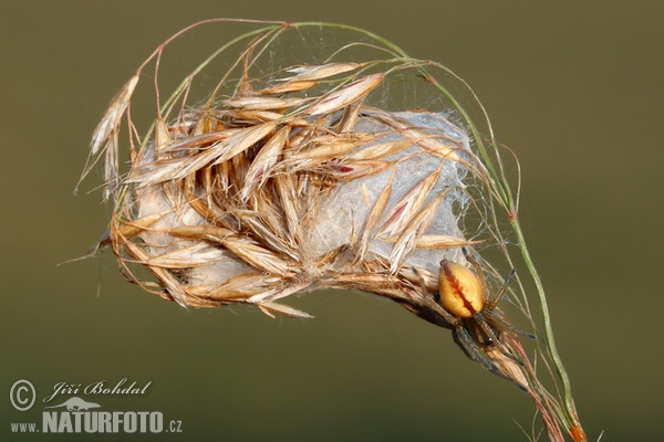 Spinne (Cheiracanthium erraticum)