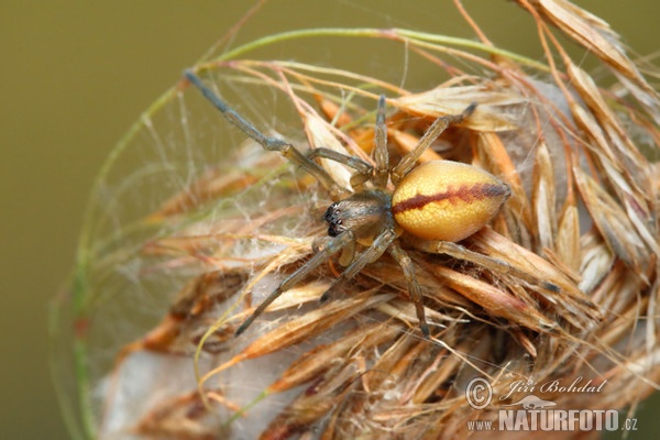 Spinne (Cheiracanthium erraticum)
