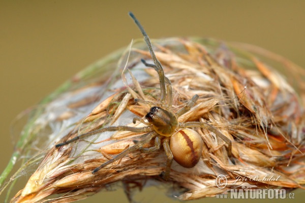 Spinne (Cheiracanthium erraticum)