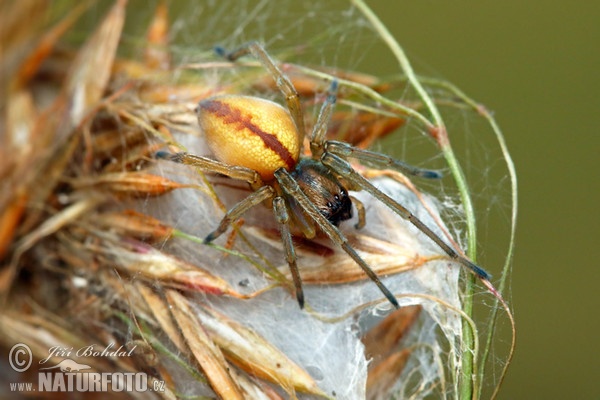 Spinne (Cheiracanthium erraticum)