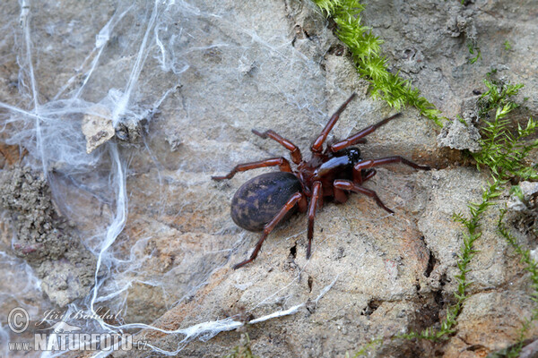 Spinne (Inermocoelotes inermis)