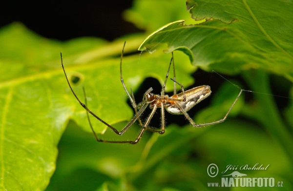 Spinne (Tetragnatha sp.)