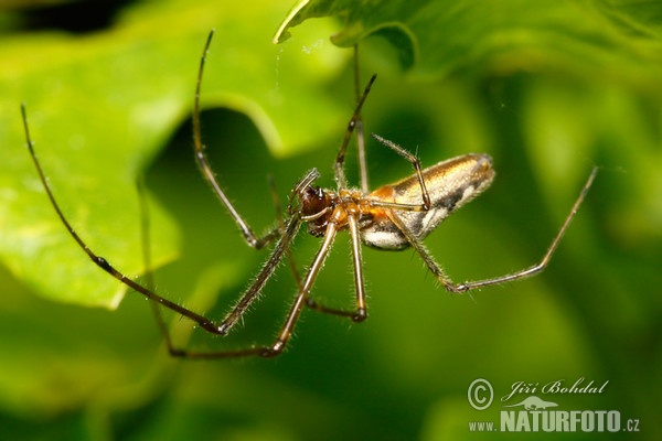 Spinne (Tetragnatha sp.)