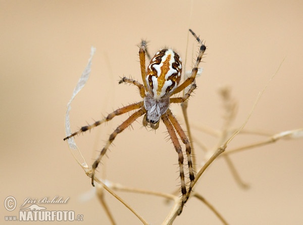 Spinne (Aculepeira armida)