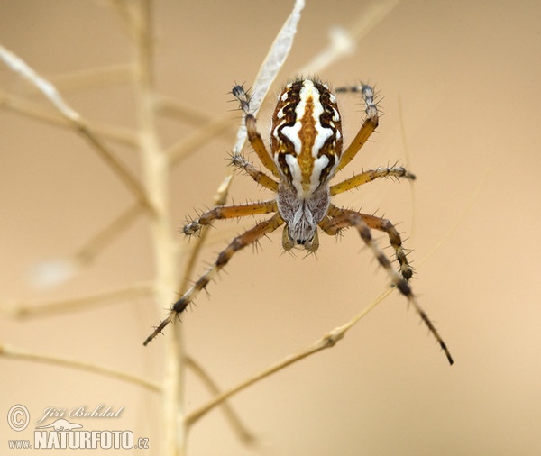 Spinne (Aculepeira armida)