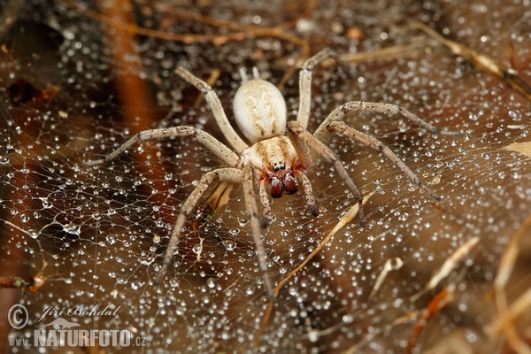 Spinne (Agelenidae sp.)