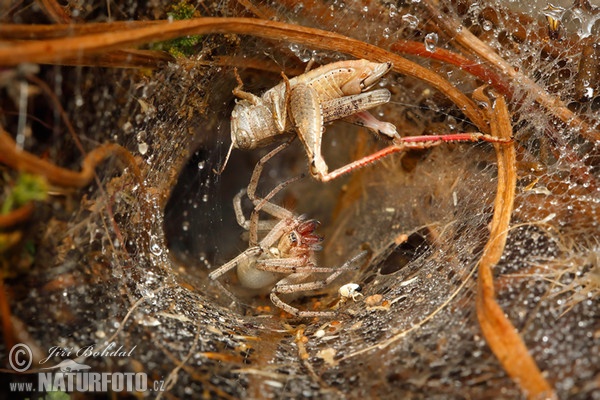 Spinne (Agelenidae sp.)