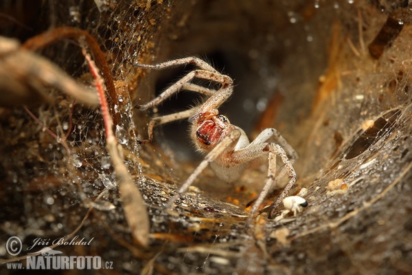 Spinne (Agelenidae sp.)