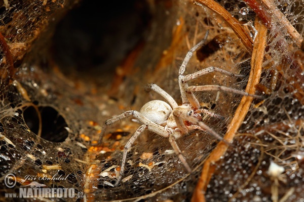 Spinne (Agelenidae sp.)