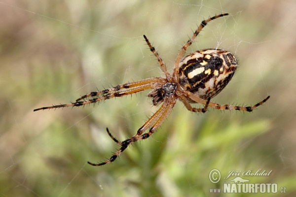 Spinne (Aculepeira armida)