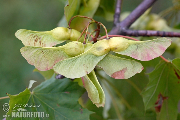 Spitzahorn (Acer platanoides)