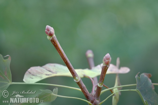 Spitzahorn (Acer platanoides)