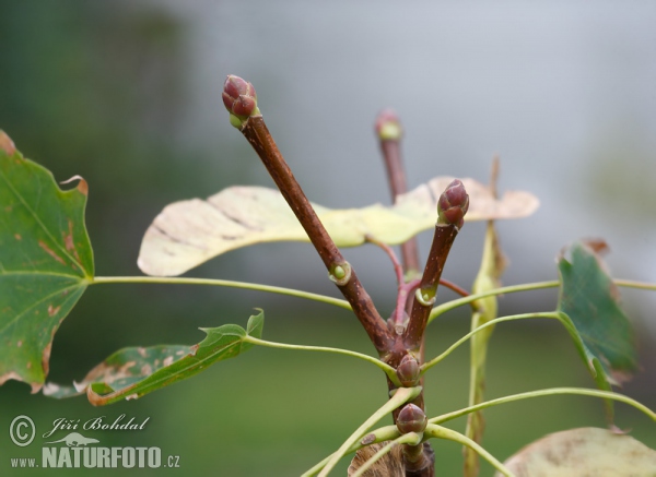 Spitzahorn (Acer platanoides)