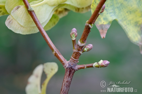 Spitzahorn (Acer platanoides)