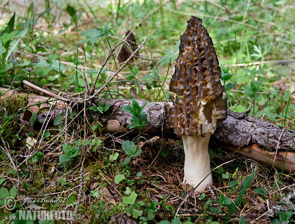 Spitzmorchel (Morchella conica)