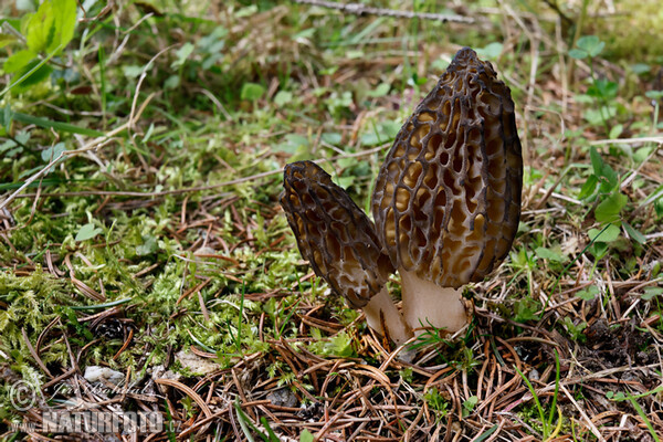 Spitzmorchel (Morchella conica)